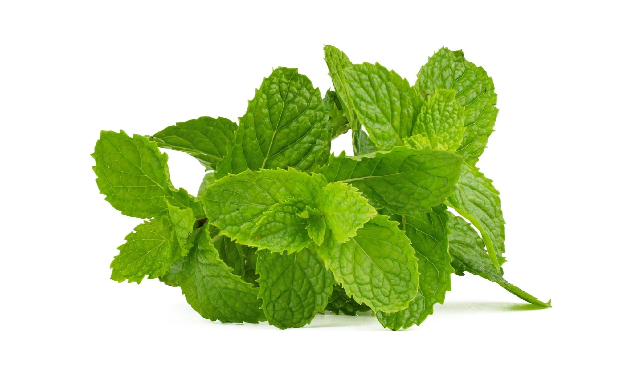 Mint